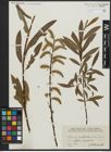 Foto von Salix paracalliantha A. Camus & E. G. Camus